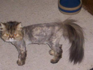 baldkitty.jpg