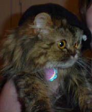 chicchat.jpg