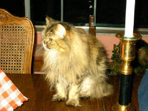 furrykitty.jpg