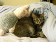 kittycomfort.jpg