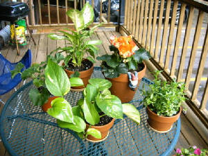 tableflowers.jpg