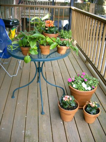 plants63.jpg
